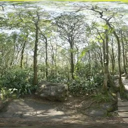 Rainforest Trail