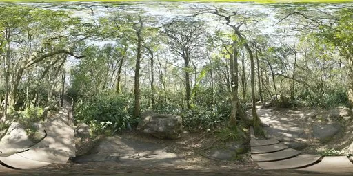 Rainforest Trail