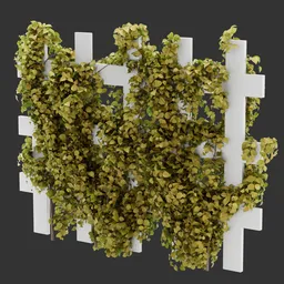 Rail Ivy Autumn Plant AQ