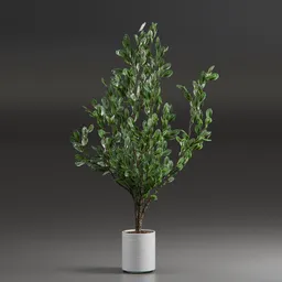 Indoor Plant Variation