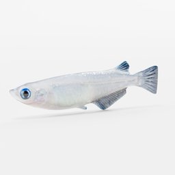 Madeka fish