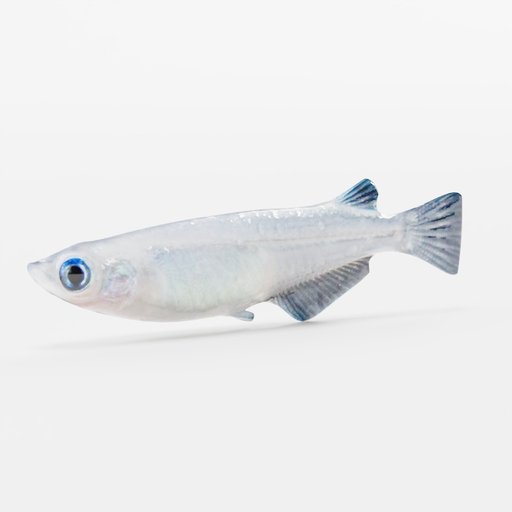 Thumbnail: Madeka fish