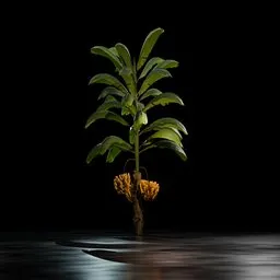 Realistic Blender 3D model of a young banana tree with hanging fruit cluster, optimized for Eevee and Cycles rendering.