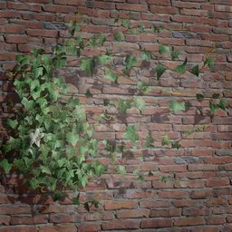 Realistic 3D ivy model for Blender, ideal for game assets or virtual scenes, showcasing detailed leaves on a brick wall.