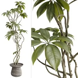 Ficus
