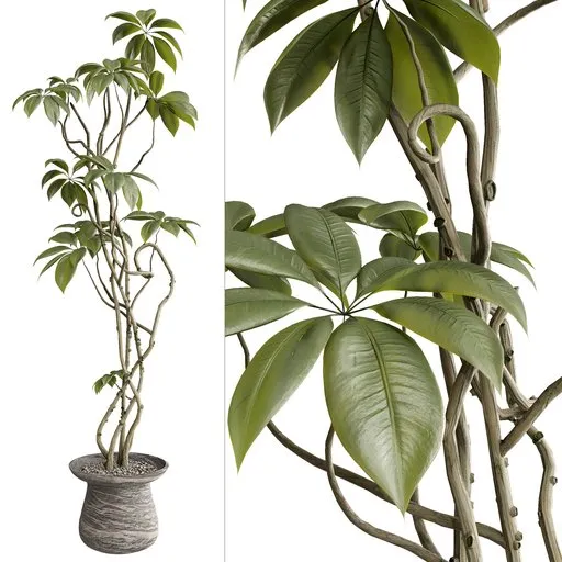 Ficus