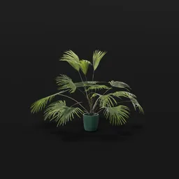 Chinese Palm Juv Plant Potted