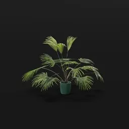 Chinese Palm Juv Plant Potted