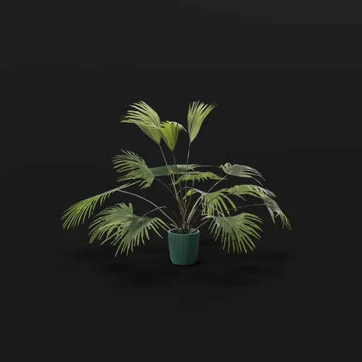Chinese Palm Juv Plant Potted