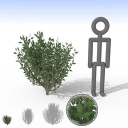 "Small spindly bush 3D model with separate leaves for garden or landscape design in Blender 3D. Realistic olive-skinned person standing next to the bush and tree in orthographic view. Perfect for outdoor nature scenes and simulations."