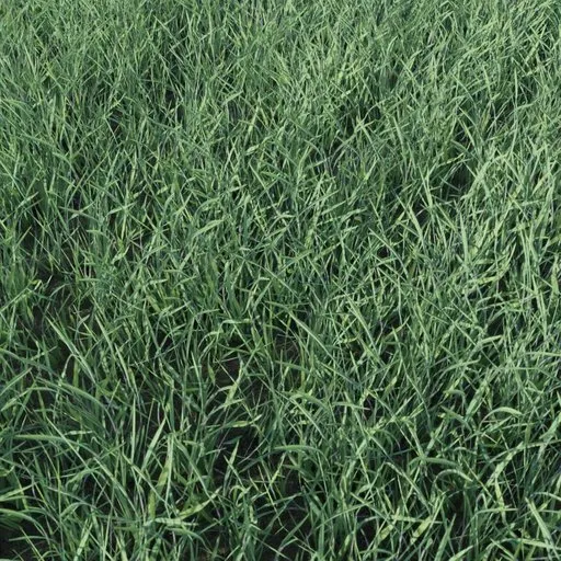 Grass Small Clump