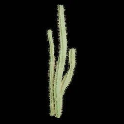 Realistic Cactus