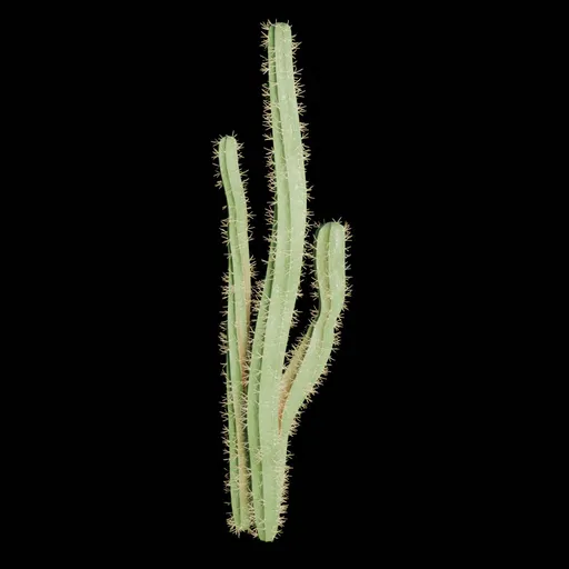 Realistic Cactus