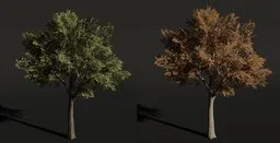Tree Siberian Elm b1