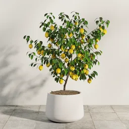 Potted Lemon Tree