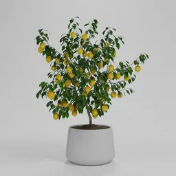 Potted Lemon Tree