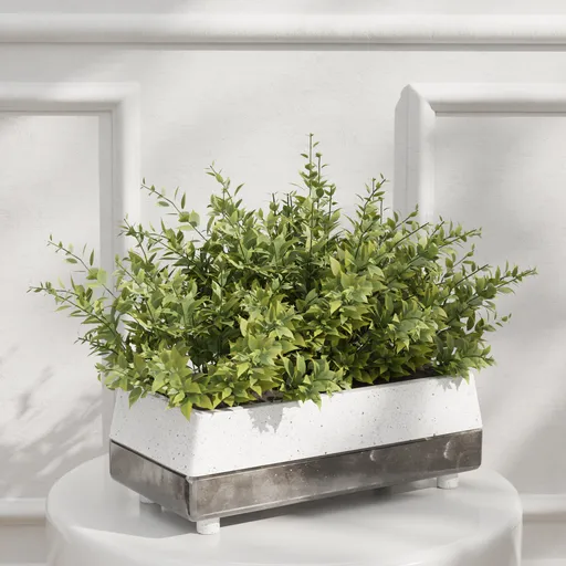 Greenery in Modern Planter