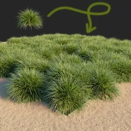 Grass bush