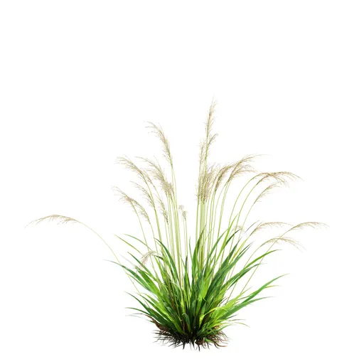 Grass Molinia Caerulea