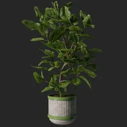 ficus Plant