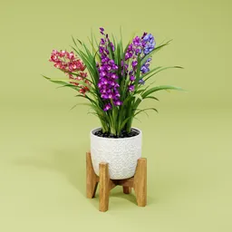 Cymbidium orchid plant