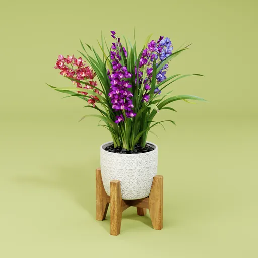 Cymbidium orchid plant