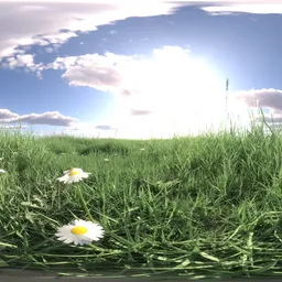Morning grass green cloud 16k