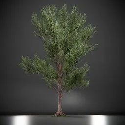 Callery Tree Low Poly Animated