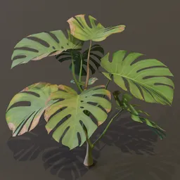 Monestera Plant Small