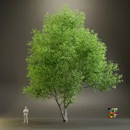 European Maple Acer Campreste