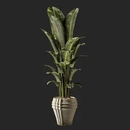 Plant