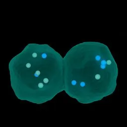 Cell Division Effects