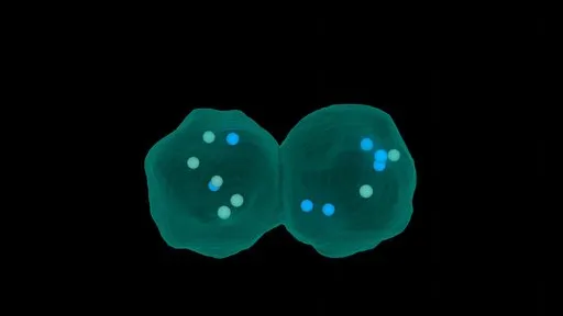 Cell Division Effects