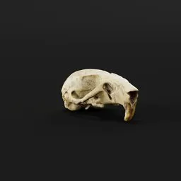 Rat Skull