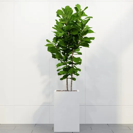 Fiddle Leaf Fig Tree