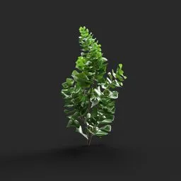 Detailed 3D render of a vibrant green Linden sprout, ideal for Blender 3D plant modeling and digital bouquets.