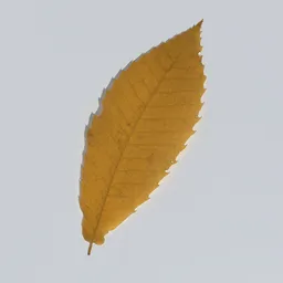 Sweet Chestnut Leaf