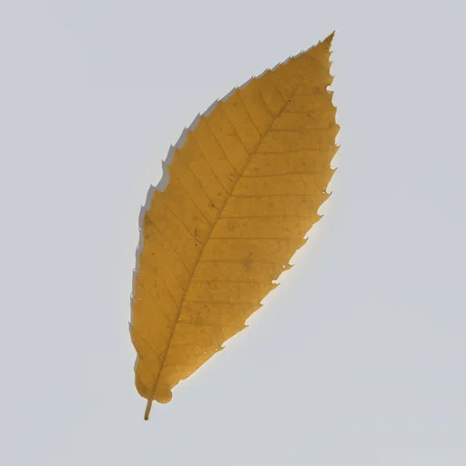 Sweet Chestnut Leaf