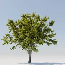 Detailed 3D maple tree model with lush foliage, suitable for Blender rendering and CG artwork.