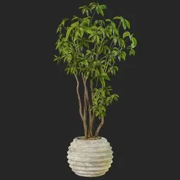 Schefflera