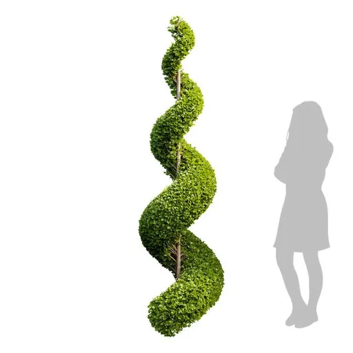 Spiral pruned ficus bonsai 3D model with 4K textures, showing a 2m high-quality quad mesh structure, optimized for Blender.