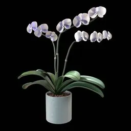 Phalaenopsis Orchid flower