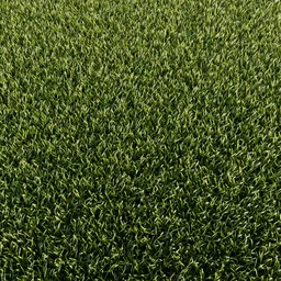 Grass - lawn procedural