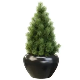 Potted Dwarf Conife