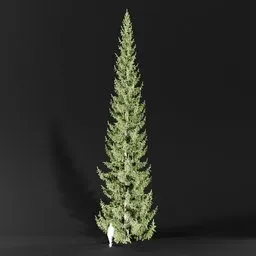Norway Spruce Picea Abies 18m