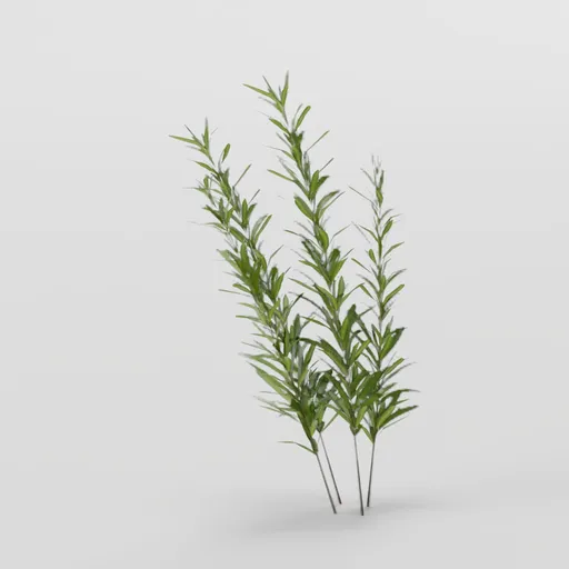 Tall Herb Plant