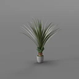 Potted Tropical Fan Plant