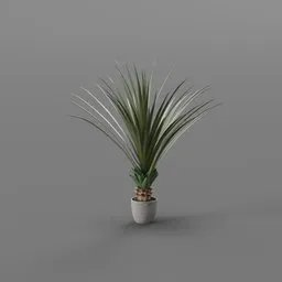 Potted Tropical Fan Plant