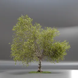Tree Jungle Animated