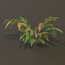 Alpania Galanga Small